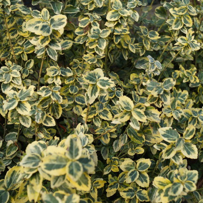 Euonymus fortunei Emerald n Gold_01